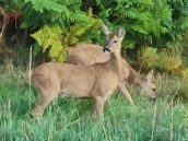 Pair of deer grazing on the bank opposite Abacus Bed & Breakfast front