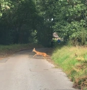 A deer crossing the woodside road