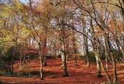 Woodland walk accessible from Abacus Bed & Breakfast, autumnal colours