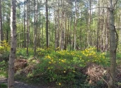 Dense woodland and gorse bordering footpath, near Abacus Bed & Breakfast