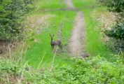 A deer crossing a firebreak in walkable woodland near Abacus Bed and Breakfast