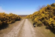 Walkable moorland nearby Abacus Bed & Breakfast, wide path bordered by gorse, with a happy dog